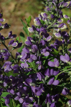 Baptisia 'Purple Smoke'