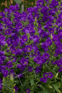 campanula_champion_blue_improved