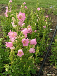 campanula_champion_pink_improved