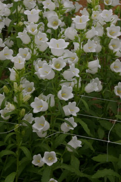 campanula_champion_white_improved