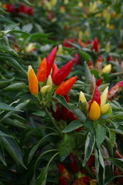 Capsicum 'Topfruit White/Red'