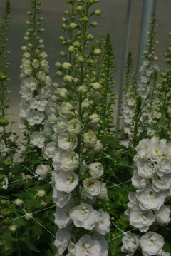 Delphinium 'Aurora White'