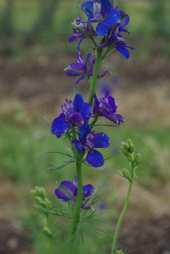 Consolida 'Stiletta Indigo Blue