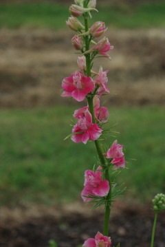 Consolida 'Rosy Red'