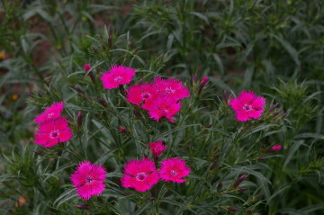 Dianthus 'Bouquet Rose'