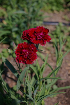 Dianthus 'Fandango Crimson'