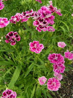 dianthus_fandango_purple_picotee