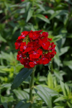 Dianthus 'Sweet Scarlet'