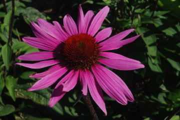 Echinacea 'Merlot'