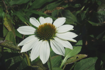 Echinacea 'Purity'