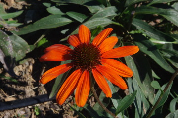 Echinacea 'Tiki Torch'