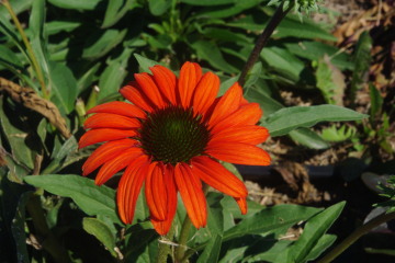 Echinacea 'Tomato Soup'