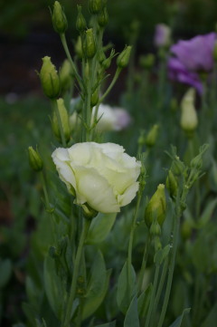 Eustoma 'ABC 2-3 Green'