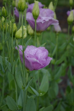 Eustoma 'ABC Lavender 91863'