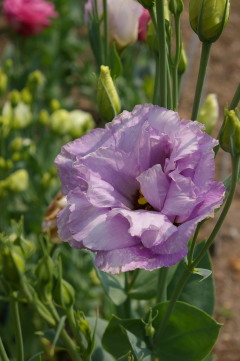 Eustoma 'ABC Lavender'