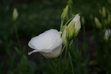 Eustoma 'ABC White 02153'