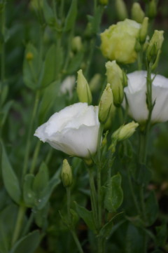 Eustoma 'ABC White GX12444'