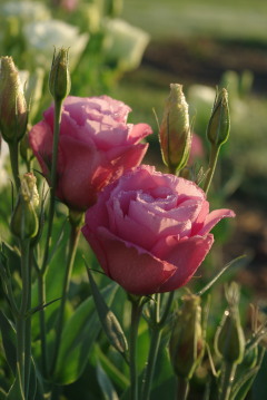 Eustoma 'Advantage Cherry Sorbet'