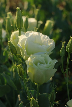 Eustoma 'Arena Green'