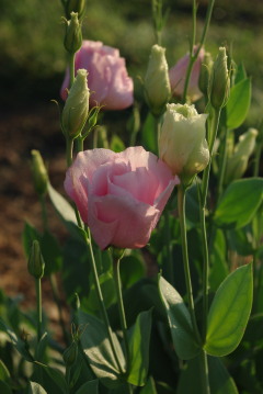 Eustoma 'Arena Pink'