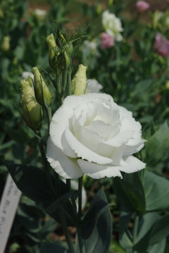 Eustoma 'Arena White'