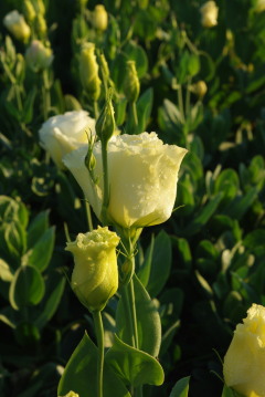 Eustoma 'Arena Yellow'