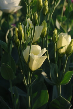 Eustoma 'Cadence Yellow'