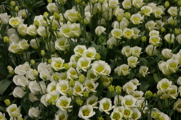 Eustoma 'Fioretti Green'