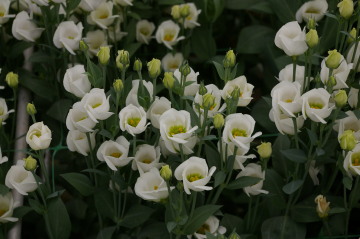 Eustoma 'Fioretti White'