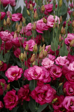 Eustoma 'Mariachi Carmine'
