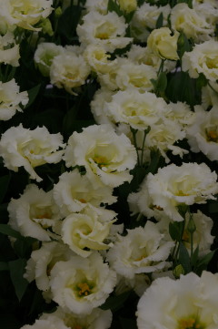 Eustoma 'Ruffle Yellow'