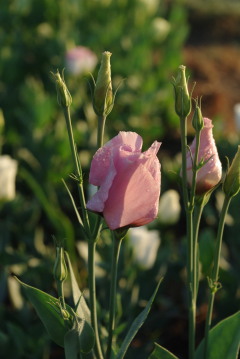 Eustoma 'Twinkle Pink Improved'