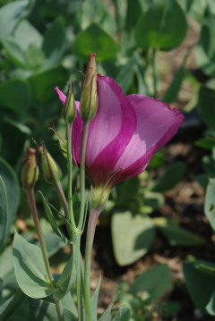 Eustoma 'Twinkle Violet'