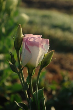 Eustoma 'Vulcan Pink Picotee'