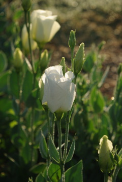 Eustoma 'Vulcan White'