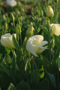 Eustoma 'Vulcan Yellow'