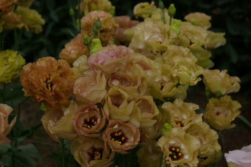 Eustoma 'Wonderous Light Brown'