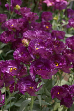 Eustoma 'Wonderous Purple'