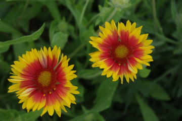 Gaillardia 'Amber Wheels'