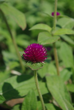 gomphrena_audray_purple_red