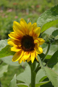 Helianthus '#565'