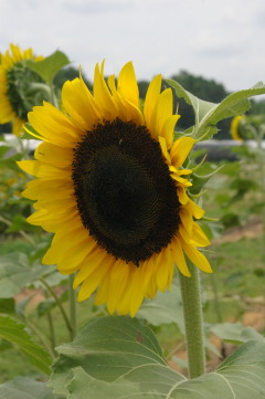 Helianthus 'Arbel'