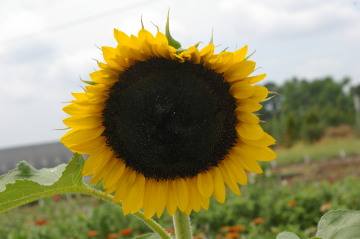 Helianthus 'Carmel'