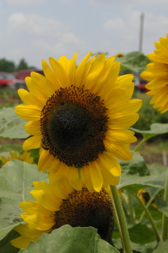 Helianthus 'Galilee Adami'