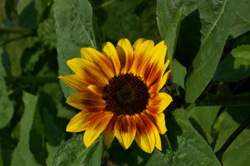 Helianthus 'Sun4U Bicolor'