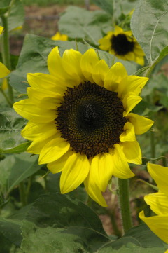 Helianthus ‘Sun4U Lemon Yellow’ | NC State Extension