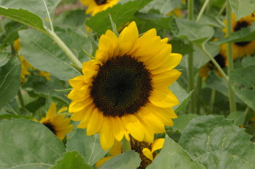 Helianthus 'Tavor Joy'