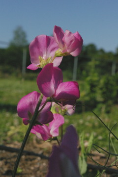 Lathyrus 'Winter Sunshine Rose'