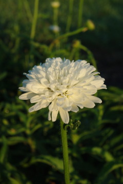 Leucanthemum 'Summer Snowball'