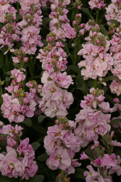 Matthiola 'Katz Cherry Blossom'